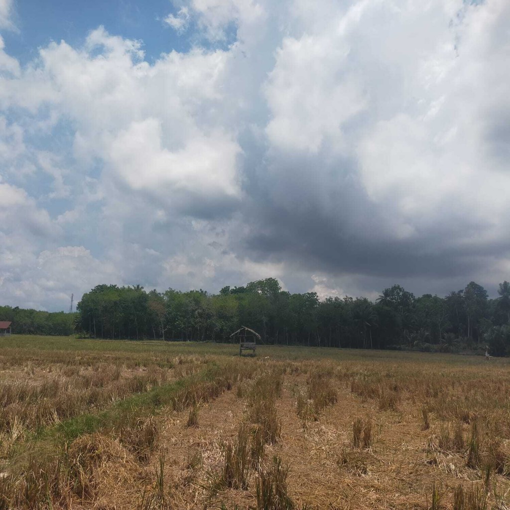 sawah sebagai mata pencarian utama masyarakat