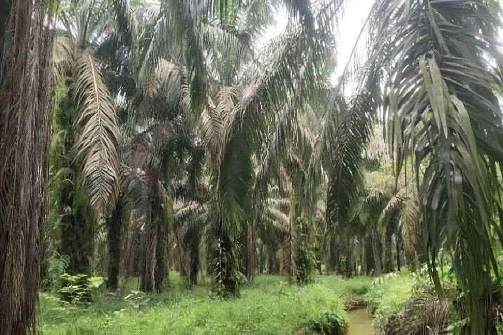 kebun sawit berperan sebgai penggerak perekonomian masyarakat
