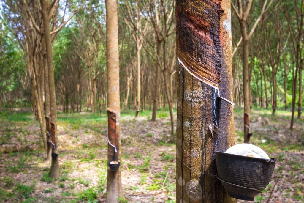 kebun karet penggerak ekonomi lokal bagi masyarakat setempat
