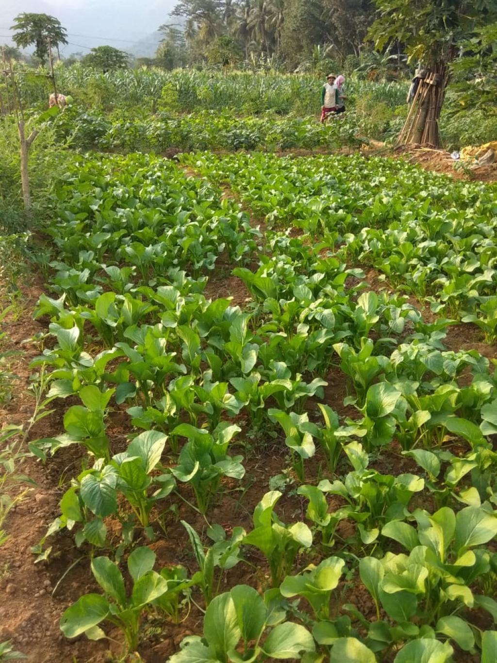 kebun sayur sebagai mata pencarian masyarakat 